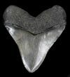Robust, Megalodon Tooth - South Carolina #36240-1